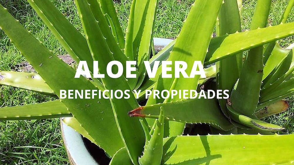Aloe Vera La Planta Milagrosa