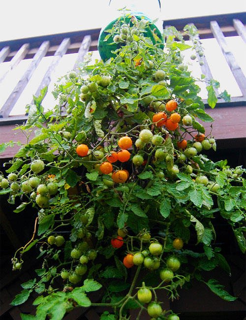 Come piantare pomodori in bottiglie di plastica16