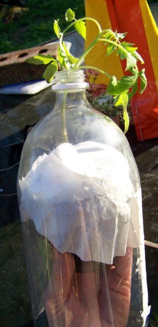 Come piantare i pomodori in bottiglie di plastica 9