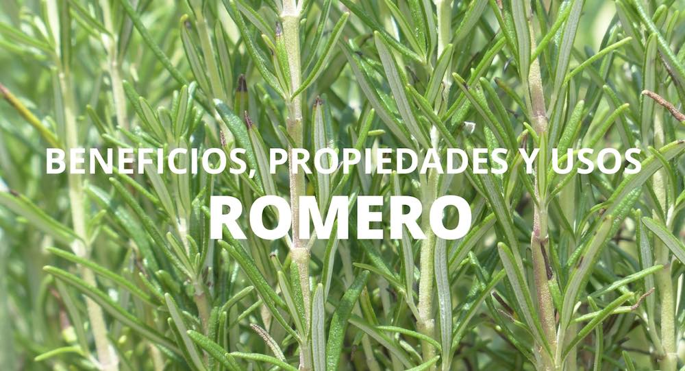 Beneficios Propiedades Y Usos Del Romero