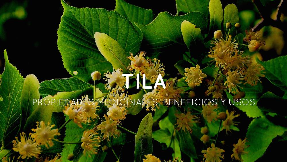 Propiedades Beneficios Y Usos Medicinales De La Tila