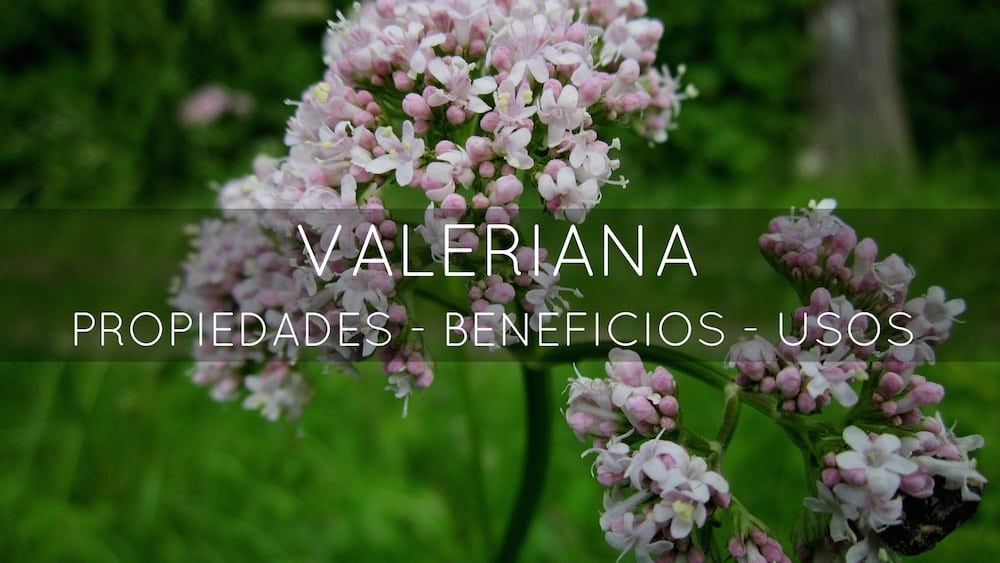Beneficios Propiedades Y Usos Medicinales De La Valeriana