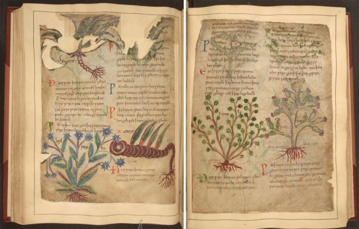Manuscrito-ilustrado-de-hierbas-medicinales
