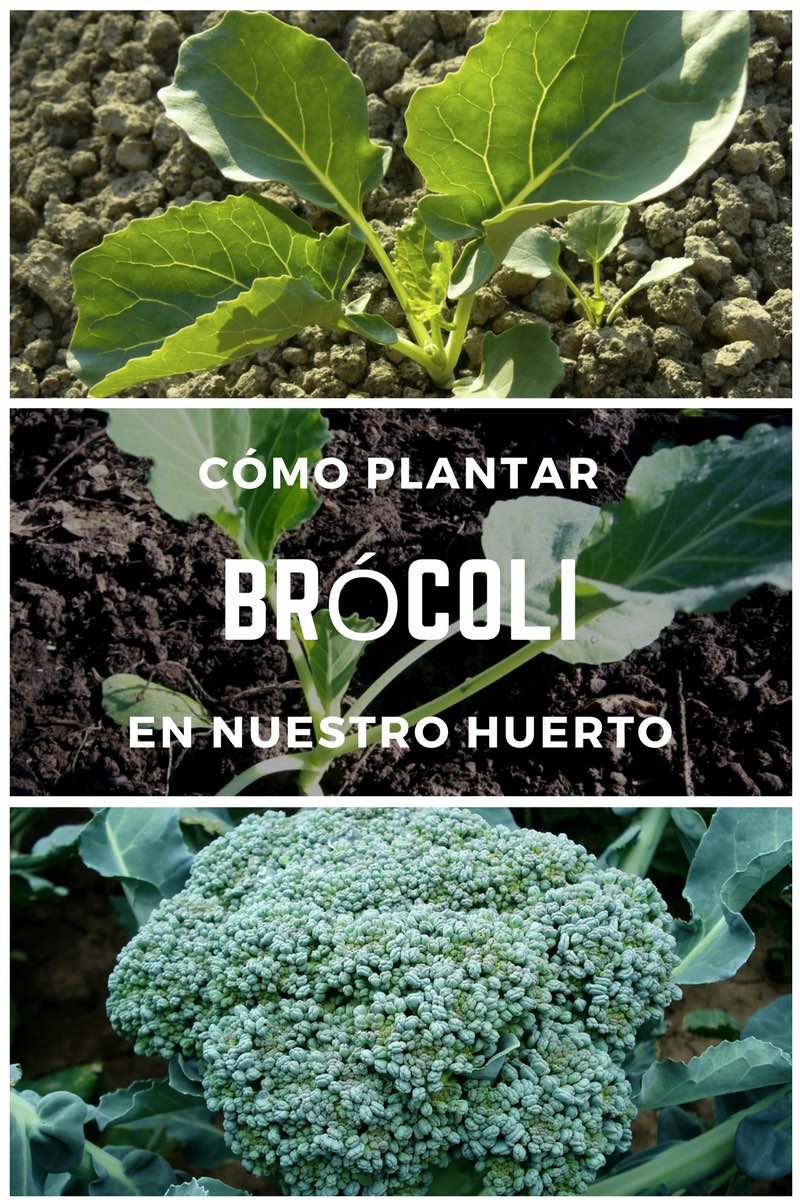 Cómo plantar Brócoli en nuestro huerto