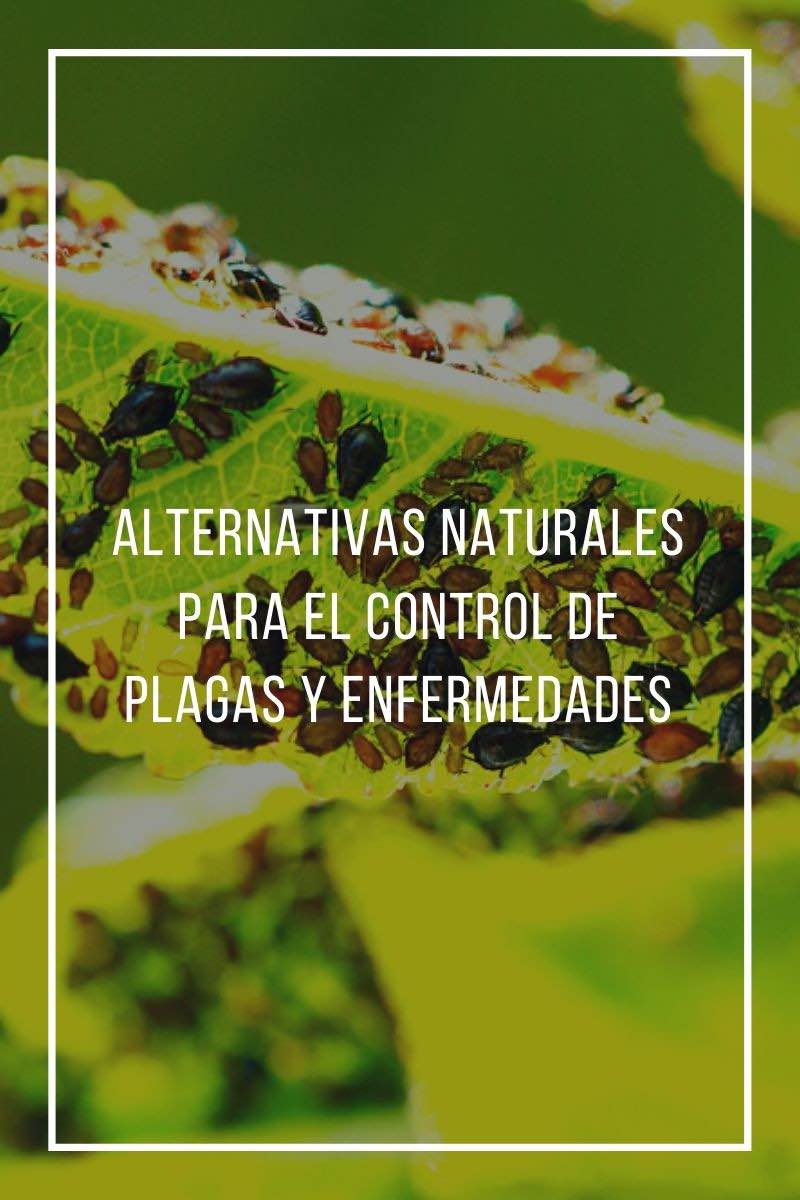 Alternativas naturales para el control de plagas y enfermedades